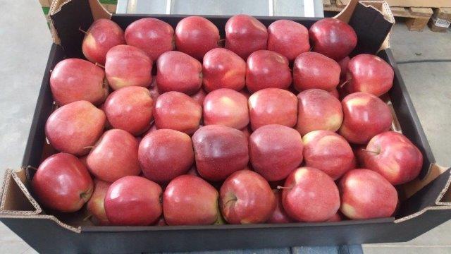 Prima 2000 æbler-pærer-blommer frugter grøntsager 13