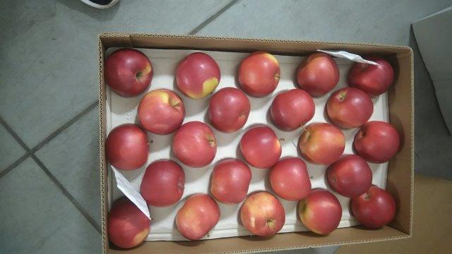 Prima 2000 æbler-pærer-blommer frugter grøntsager 11