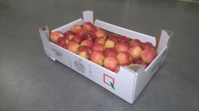 Prima 2000 æbler-pærer-blommer frugter grøntsager 08