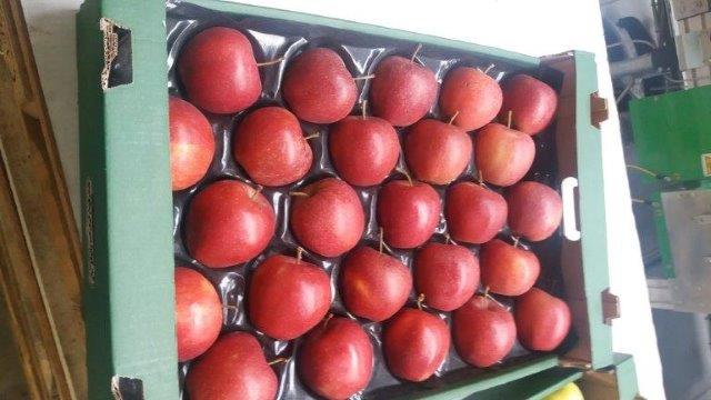 Prima 2000 æbler-pærer-blommer frugter grøntsager 03