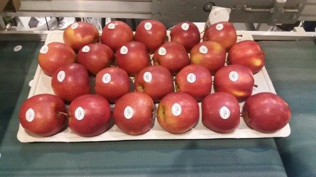 Prima 2000 æbler-pærer-blommer frugter grøntsager 04